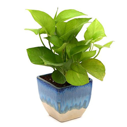 Exotic Golden Pothose with Pot | SpreeIndia.com - India's First Website That Discovers Eco-Friendly Products