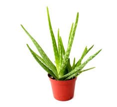 Aloe Vera Plant | SpreeIndia.com - India's First Website That Discovers Eco-Friendly Products