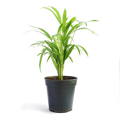 Ugaoo Areca Palm Air Purifier Natural Live Plant | SpreeIndia.com - India's First Website That Discovers Eco-Friendly Products