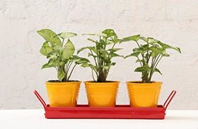 Green Gardenia Table Top Yellow Pots with Red Tray | SpreeIndia.com - India's First Website That Discovers Eco-Friendly Products
