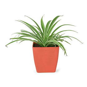 Spider Plant available in 4 different pots (Green, Red, Yellow & Blue) | SpreeIndia.com - India's First Website That Discovers Eco-Friendly Products