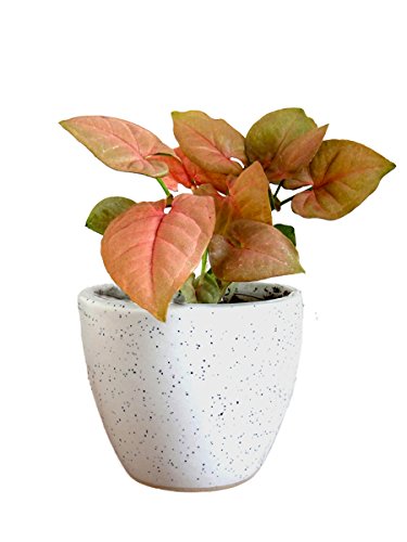 Rolling Nature Good Luck Pink Syngonium Plant in White Round Dew Ceramic Pot | SpreeIndia.com - India's First Website That Discovers Eco-Friendly Products
