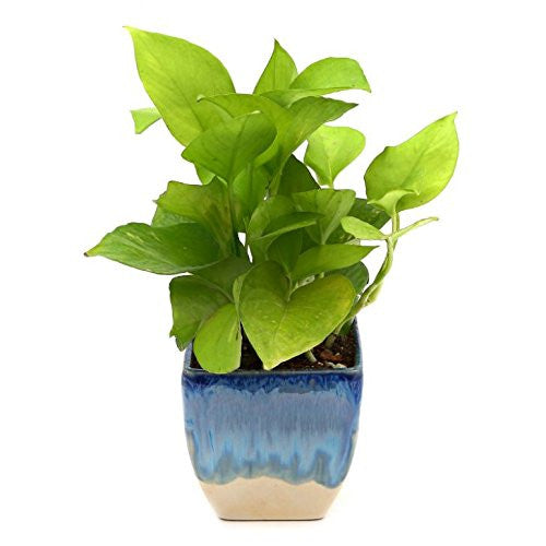 Exotic Golden Pothose with Pot | SpreeIndia.com - India's First Website That Discovers Eco-Friendly Products