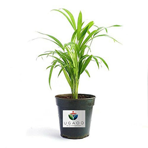 Ugaoo Areca Palm Air Purifier Natural Live Plant | SpreeIndia.com - India's First Website That Discovers Eco-Friendly Products