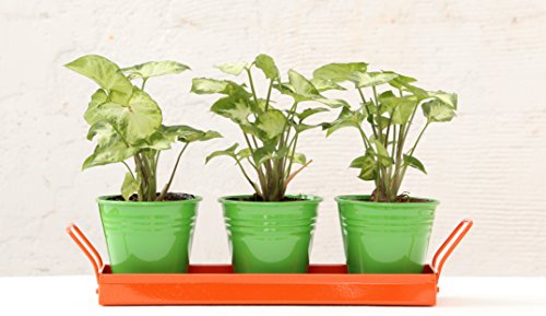 Green Gardenia Green Table Top Pots with Orange Tray | SpreeIndia.com - India's First Website That Discovers Eco-Friendly Products