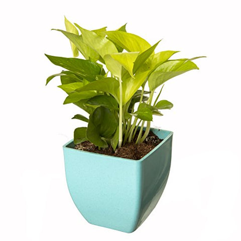 Exotic Green Indoor Oxygen & Air Purifier Plant Golden Pothose in Fiber Pot | SpreeIndia.com - India's First Website That Discovers Eco-Friendly Products