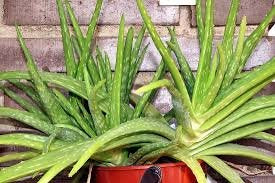 Aloe Vera Plant | SpreeIndia.com - India's First Website That Discovers Eco-Friendly Products