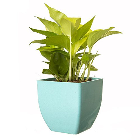 Exotic Green Indoor Oxygen & Air Purifier Plant Golden Pothose in Fiber Pot | SpreeIndia.com - India's First Website That Discovers Eco-Friendly Products
