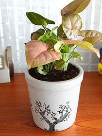 Rolling Nature Good Luck Pink Syngonium Plant | SpreeIndia.com - India's First Website That Discovers Eco-Friendly Products