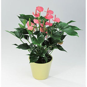 poudha.com Anthurium Pink Outdoor Pink Flowering Plant | SpreeIndia.com - India's First Website That Discovers Eco-Friendly Products