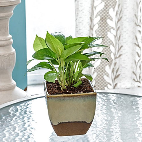 Exotic Green Indoor Oxygen & Air Purifier Plant Golden Pothose in Choco Brown Ceramic Pot | SpreeIndia.com - India's First Website That Discovers Eco-Friendly Products