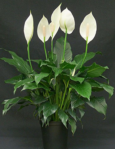 Peace Lily Live Plant | SpreeIndia.com - India's First Website That Discovers Eco-Friendly Products